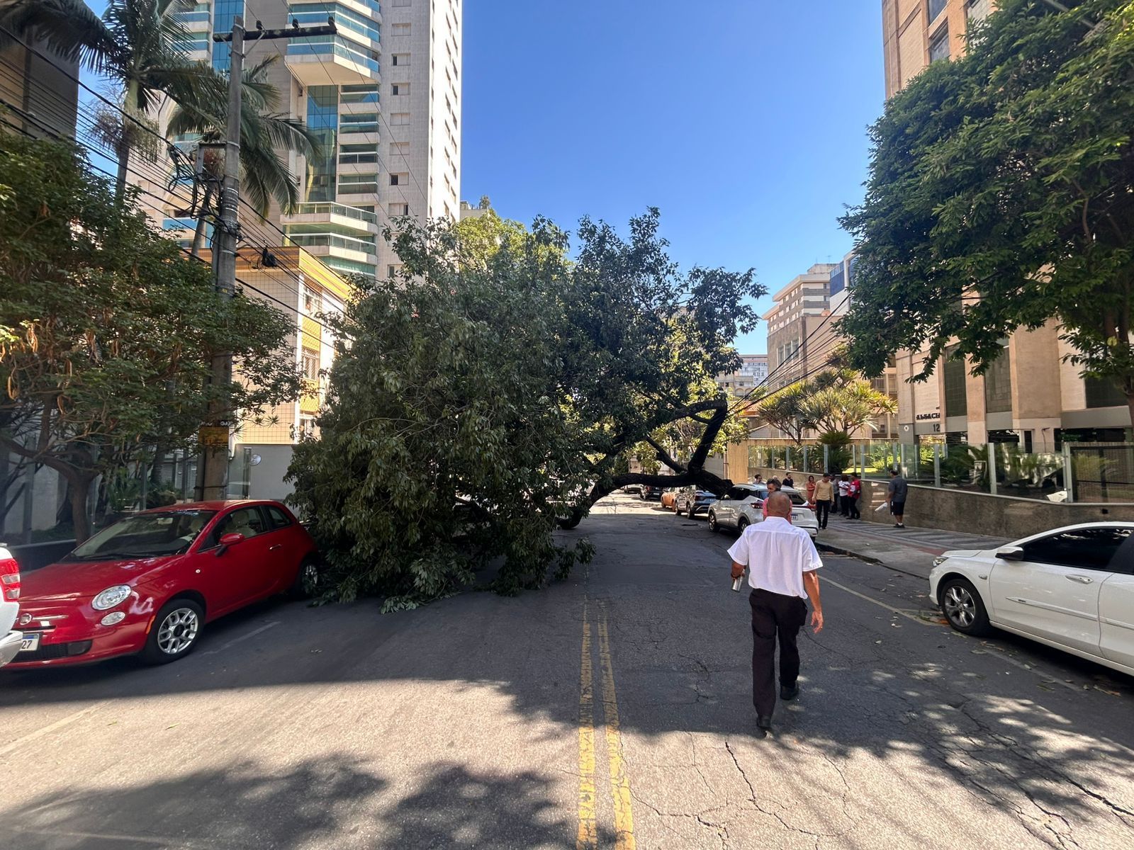 Árvore de grande porte cai e fecha rua no bairro de Santo Agostinho, em BH