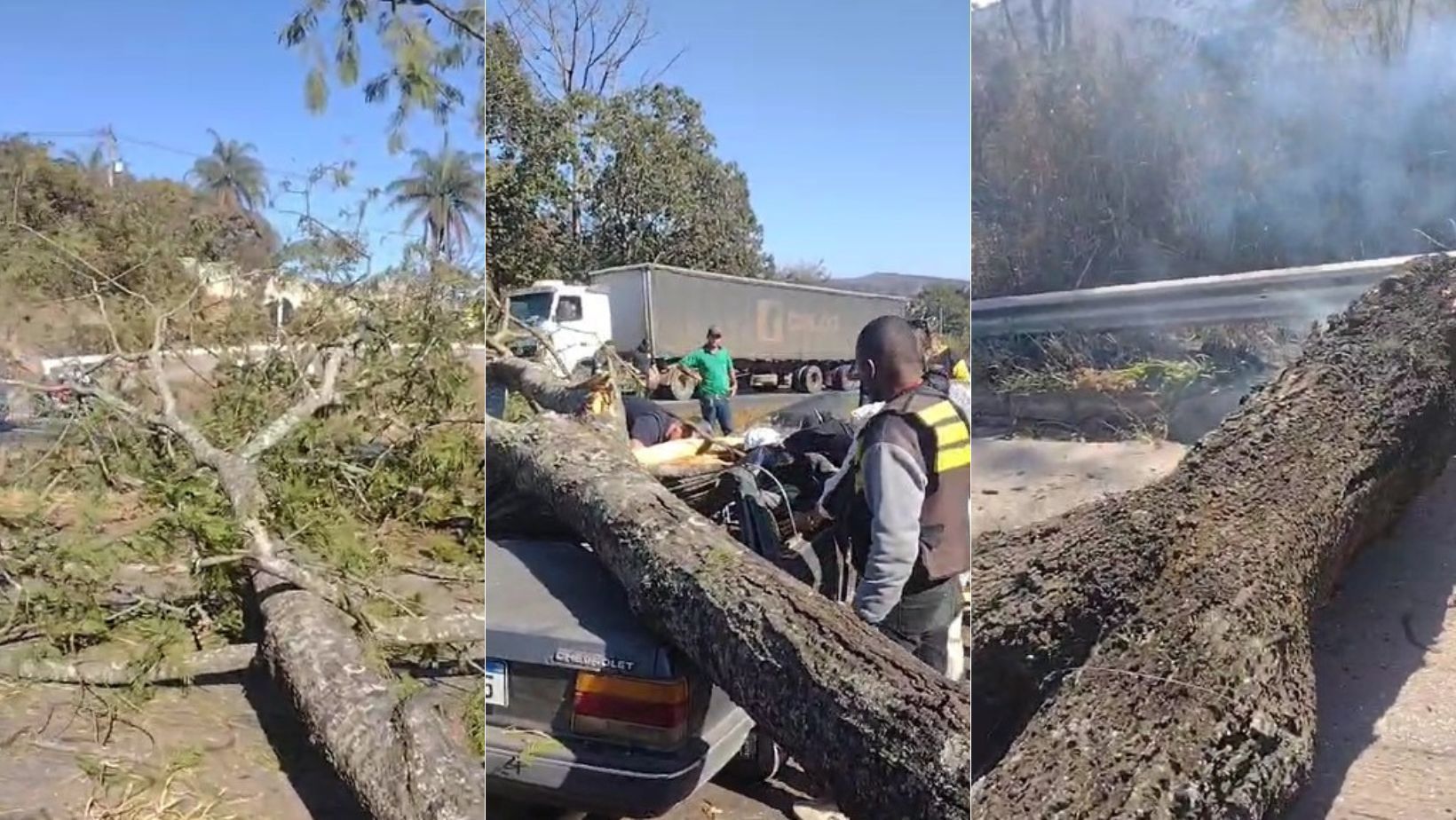 Vídeo: idoso de 71 anos teve traumatismo craniano após ser atingido por árvore que caiu sobre carro na BR-040