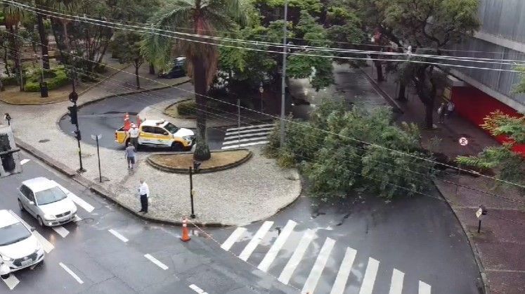 Árvore grande cai e fecha trânsito em rua do Lourdes, em BH