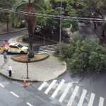 Árvore grande cai e fecha trânsito em rua do Lourdes, em BH