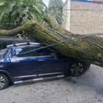 Árvore cai sobre carro após pai deixar filha de 4 anos na escola em BH