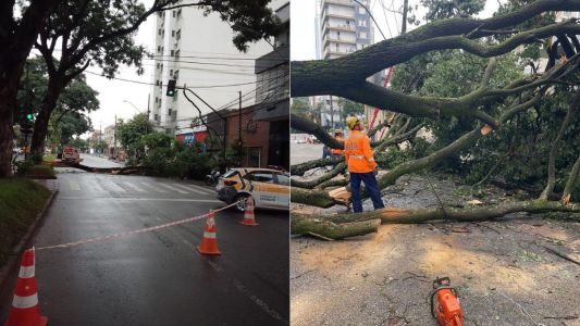 Árvores caem após chuvas e fecham vias da Região Centro-Sul de BH
