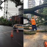 Árvores caem após chuvas e fecham vias da Região Centro-Sul de BH