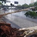 Vídeo: árvore cai em cima de um Jeep Renegade na Contorno em BH