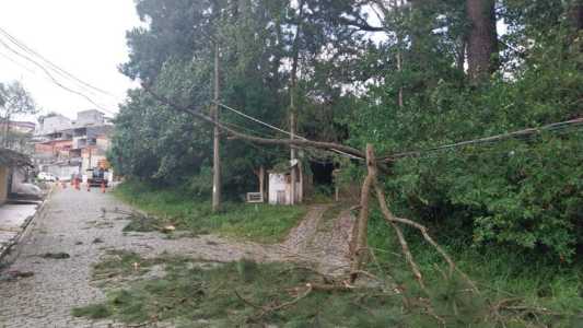 Árvore caída SP