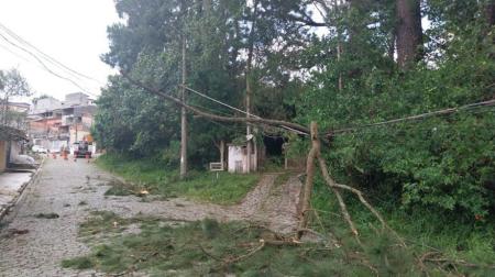 Árvore caída SP