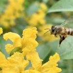 Pesquisadores encontram ligação entre episódios massivos de mortes de abelhas no Brasil, saiba qual pode ser a causa