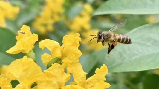 As abelhas são consideradas fundamentais para a segurança alimentar, uma vez que são responsáveis pela polinização das flores
