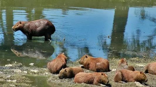 As capivaras são uma das principais hospedeiras do carrapato-estrela