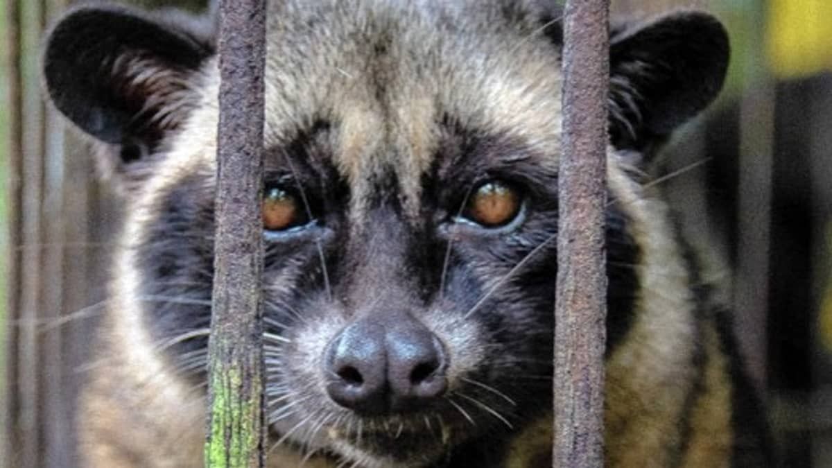Café mais caro do mundo é feito com cocô de animal preso até à morte