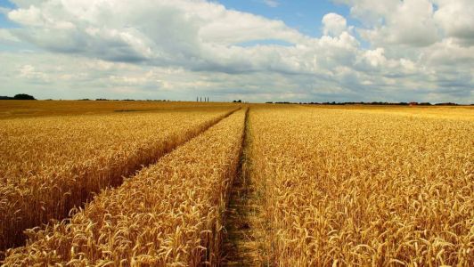 As culturas que mais usam agrotóxicos são a soja, o milho, frutas cítricas e cana de açúcar.