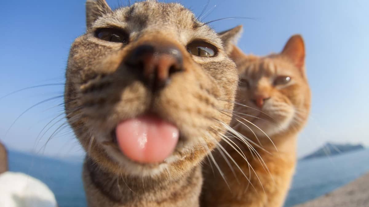 Concurso elege as 25 melhores fotos engraçadas de pet; confira