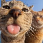 Concurso elege as 25 melhores fotos engraçadas de pet; confira