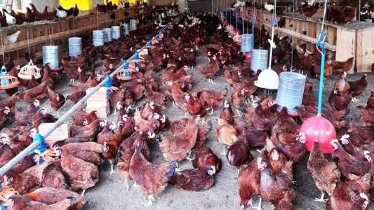 As galinhas caipiras são criadas soltas com um grande espaço para abrir as asas, saltar e ciscar.