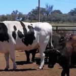 Boi australiano de 1,4 toneladas e 1,94 m viraliza na web