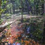 Pesquisadores de Roraima encontram indícios que dinossauros viveram na Amazônia