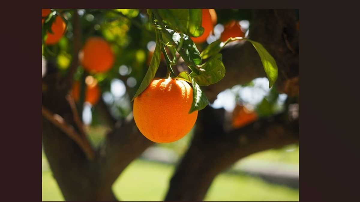 Praga e bienalidade da safra deverão afetar a colheita de laranjas
