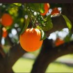 Praga e bienalidade da safra deverão afetar a colheita de laranjas