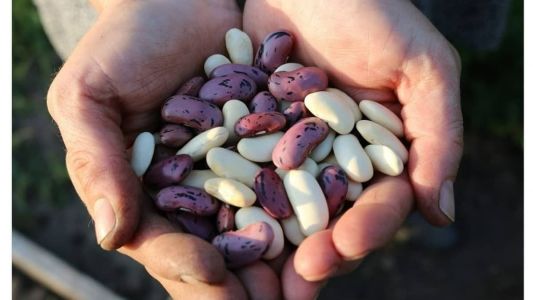 As sementes foram adquiridas com recursos aprovados pela bancada mineira na Câmara dos Deputados