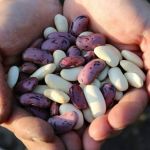 Emater-MG entrega veículos, computadores e sementes de feijão