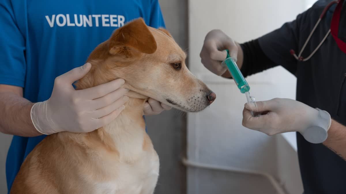 Pessoas que não se vacinaram contra a Covid-19 têm sete vezes mais chances de não imunizar seus pets