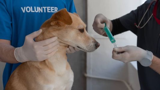 As vacinas, tanto humanas quanto animais, são comprovadas cientificamente e recomendadas para evitar diversas doenças