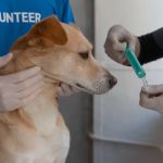 Pessoas que não se vacinaram contra a Covid-19 têm sete vezes mais chances de não imunizar seus pets