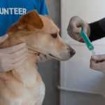 Pessoas que não se vacinaram contra a Covid-19 têm sete vezes mais chances de não imunizar seus pets