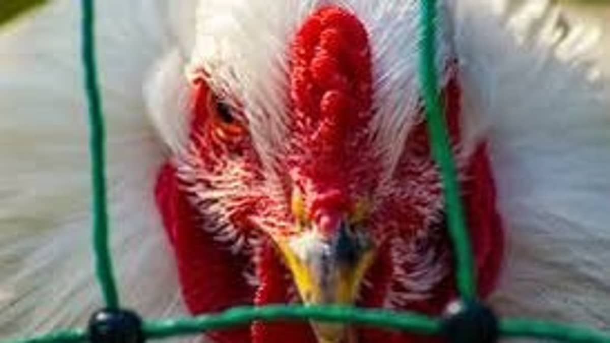 Gripe aviária, primeiro caso em ave doméstica no Brasil