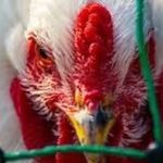 Gripe aviária, primeiro caso em ave doméstica no Brasil