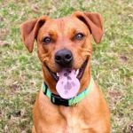 Chow-Chow, Fila e Pinscher; confira 29 raças que correm risco de extinção