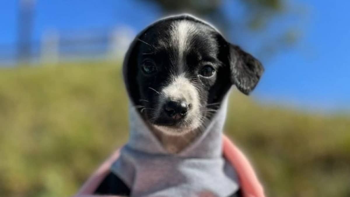 Betim inicia Campanha de Agasalho Animal e evento de adoção de cães e gatos