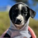 Betim inicia Campanha de Agasalho Animal e evento de adoção de cães e gatos