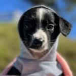 Betim inicia Campanha de Agasalho Animal e evento de adoção de cães e gatos