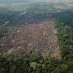 Desmatamento diminui 66% na Amazônia em agosto