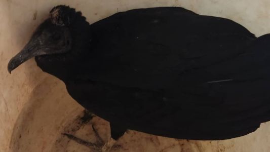 O animal foi encontrado em Oliveira, região Oeste de Minas