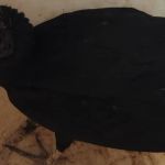 Urubu ferido é resgatado no interior de Minas