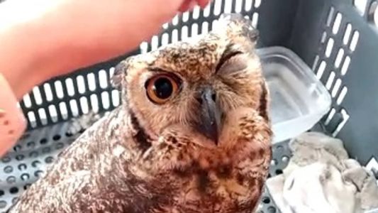 Segundo os militares, o animal é de grande porte e a ferida pode ter sido causada por linha de cerol