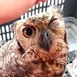 Bombeiros resgatam coruja com asa ferida em penitenciária de Ribeirão das Neves