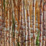 Safra de cana-de-açúcar deve chegar a 610 toneladas