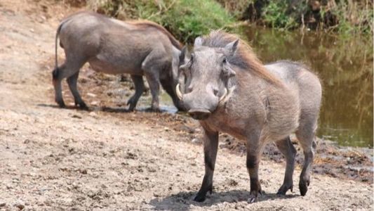 O animal produz carne com colesterol próximo do zero