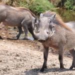 Javalis ameaçam lavouras brasileiras