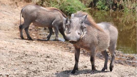 O animal produz carne com colesterol próximo do zero
