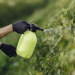 Inseticidas podem reduzir espermatozoides em homens; entenda