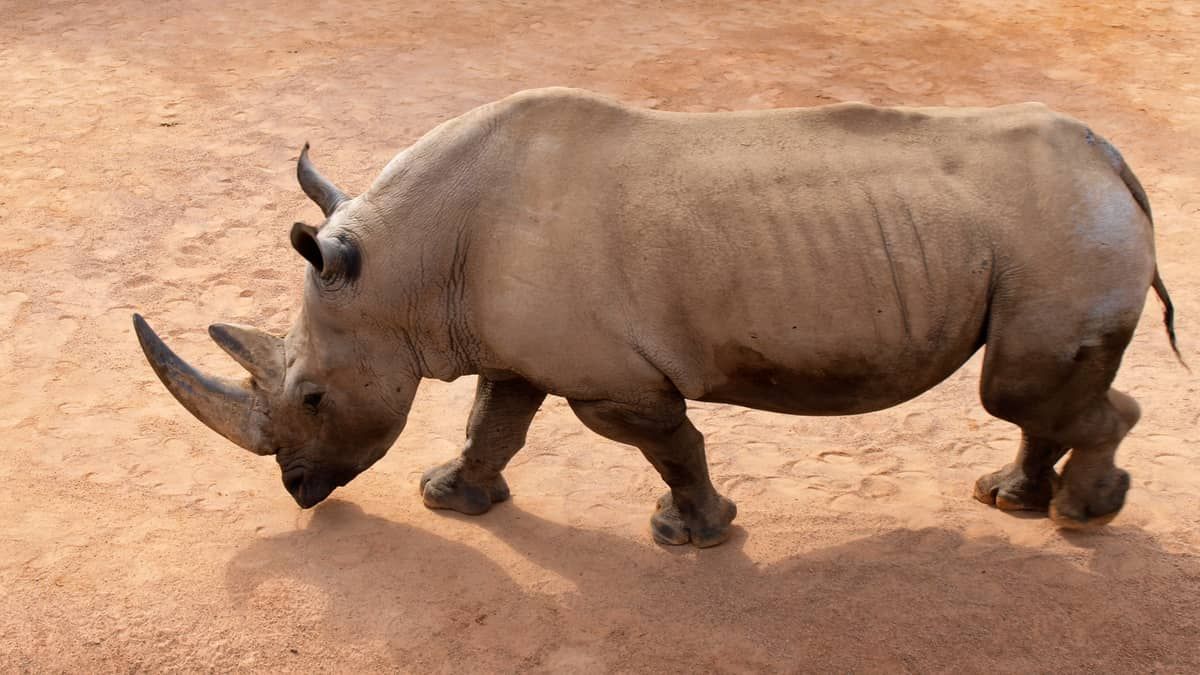 Homem é detido por invadir zoológico e nadar com rinocerontes
