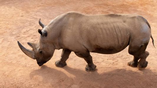 Fotos do incidente publicadas nas redes sociais mostram o homem, de camisa, boiando calmamente de costas