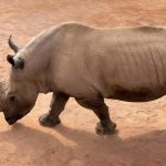 Homem é detido por invadir zoológico e nadar com rinocerontes