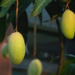 Briga por 'furto de manga' termina com homem morto a tiros na Grande BH