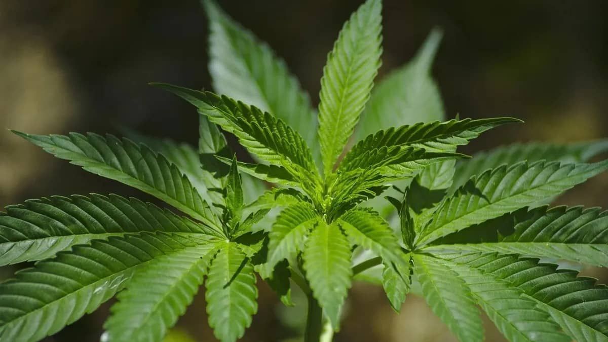 Anvisa proíbe importação de cannabis in natura para fins medicinais: ‘risco de desvio ilícito'