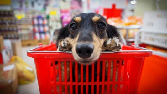 Assembleia Legislativa de São Paulo proíbe venda de animais em pet shops e sites.